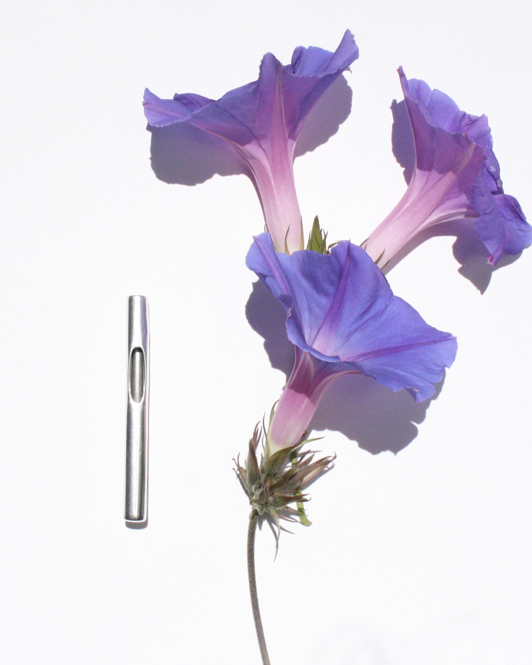 Boutonnière 260624