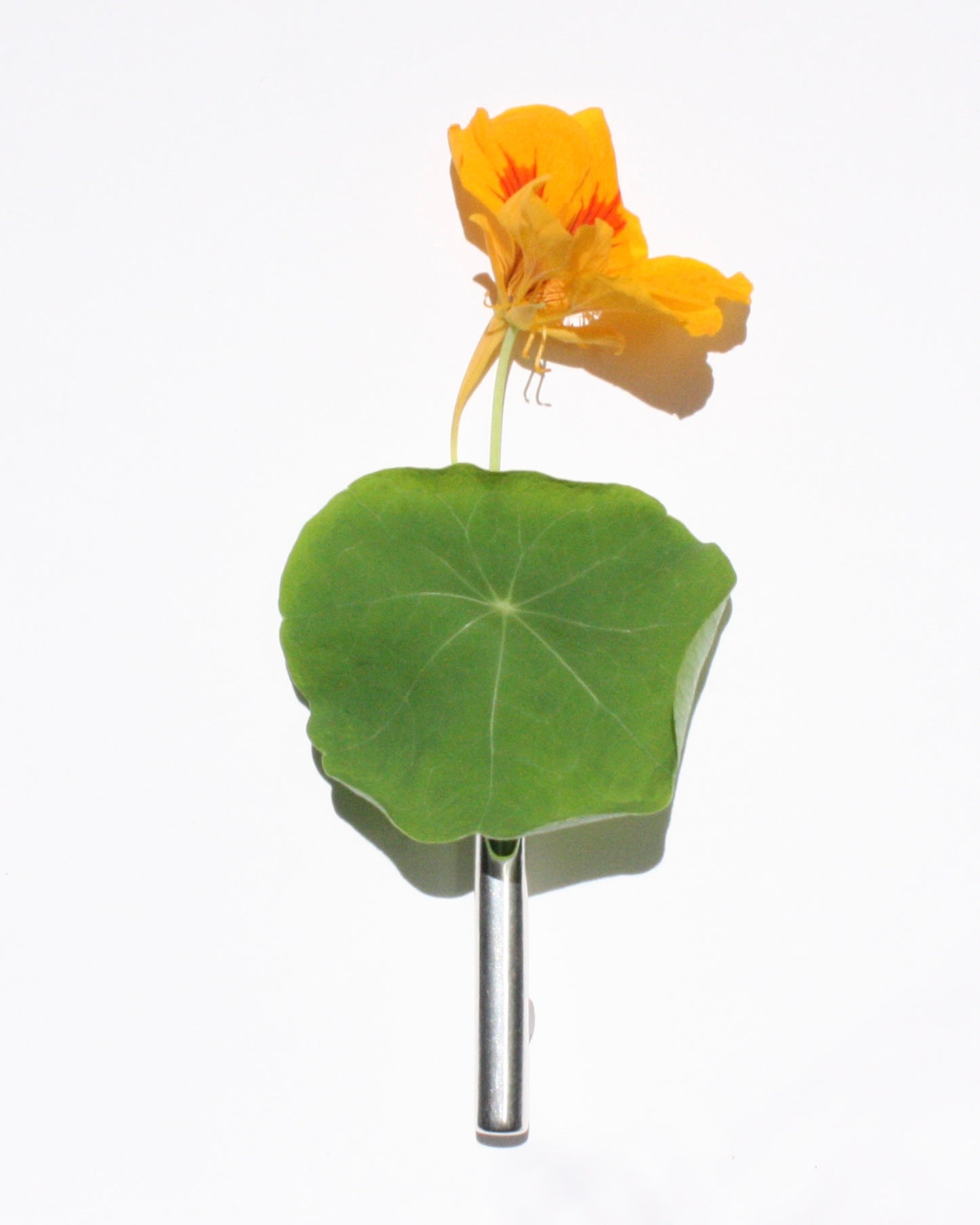 Boutonnière 260624