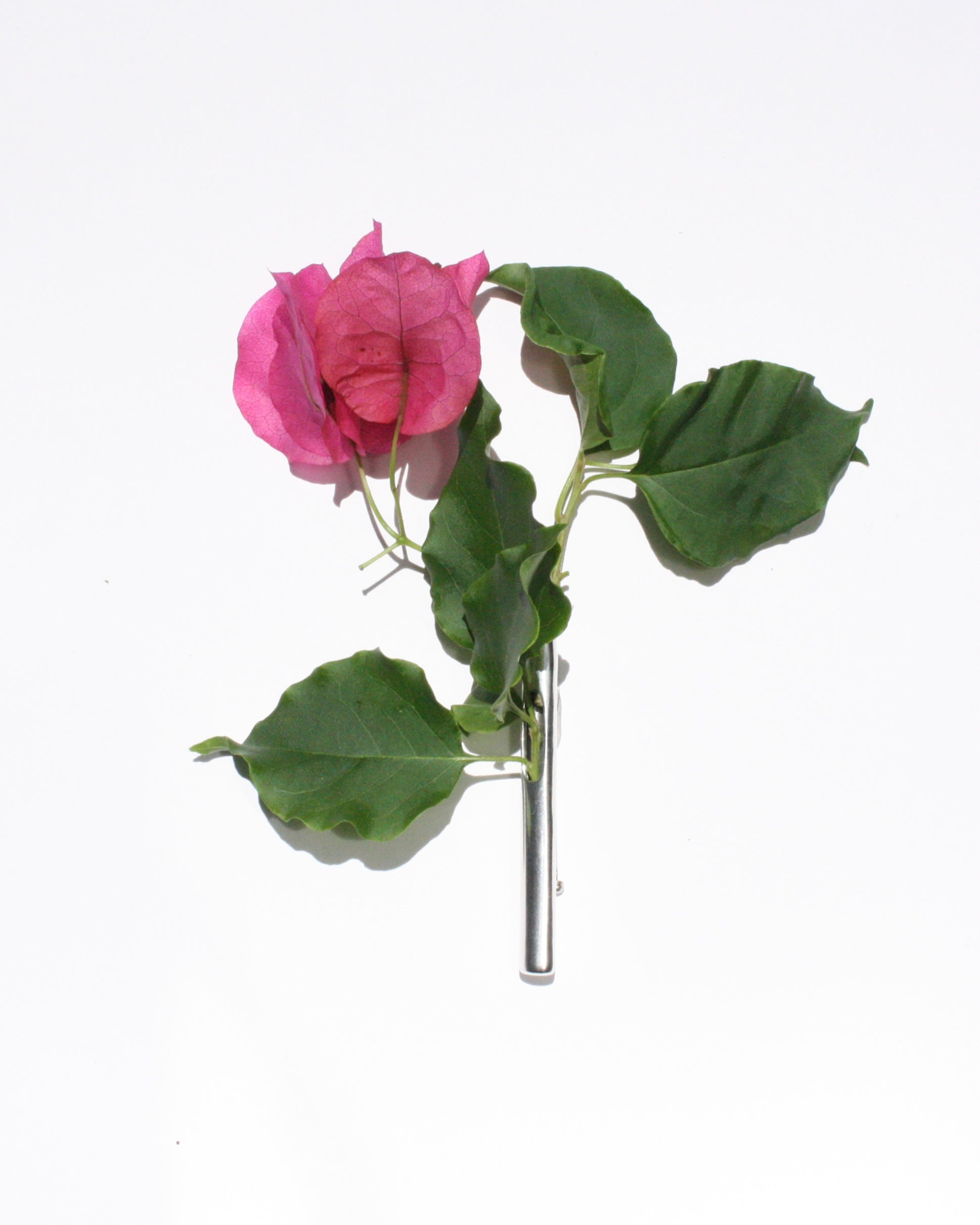 Boutonnière 260624