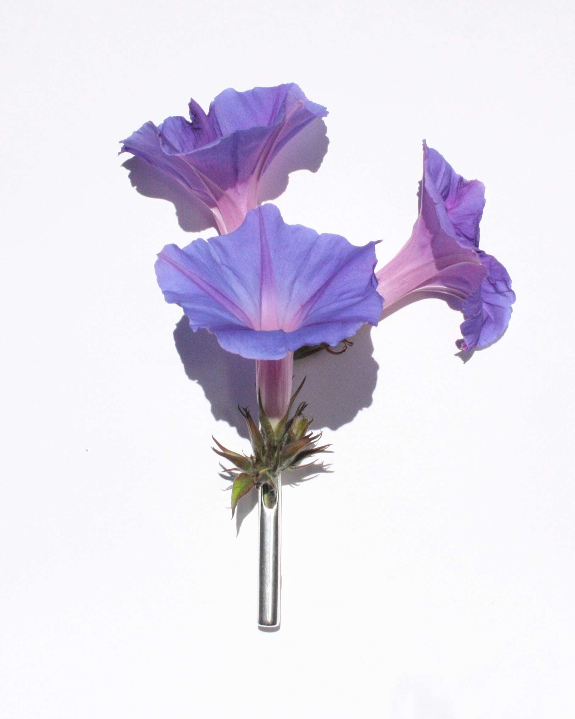 Boutonnière 260624