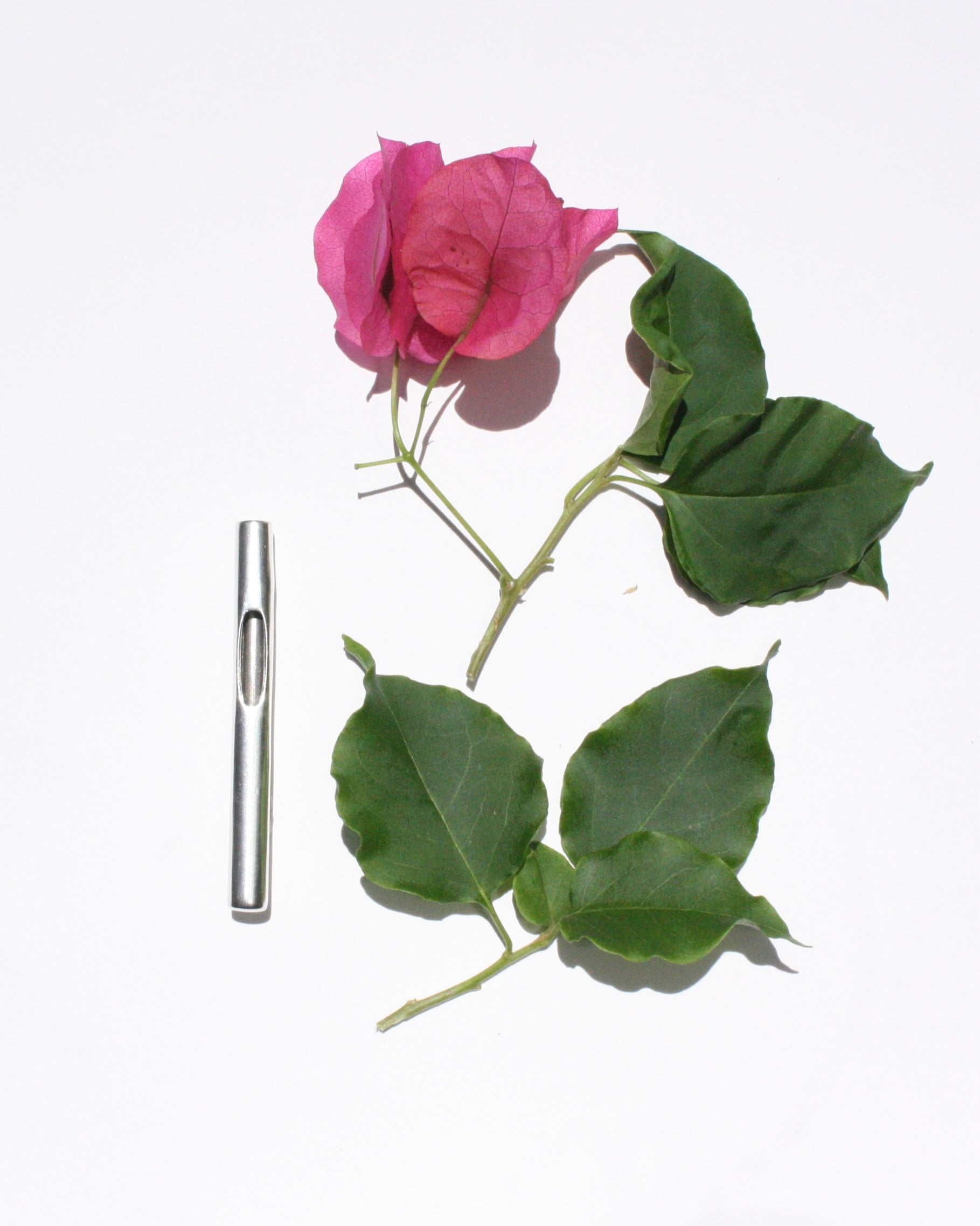 Boutonnière 260624